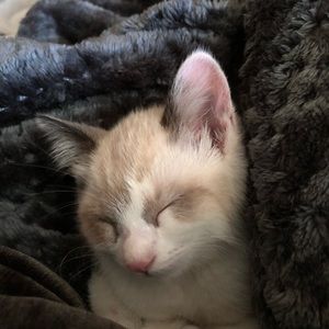 Meet your Posher, Sam